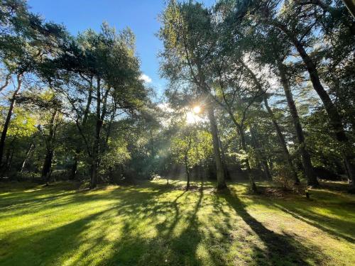 a park with the sun shining through trees at Huttopia De Veluwe in Kootwijk