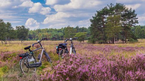 zwei Fahrräder, die auf einem Feld mit lila Blumen geparkt sind in der Unterkunft Huttopia De Veluwe in Kootwijk