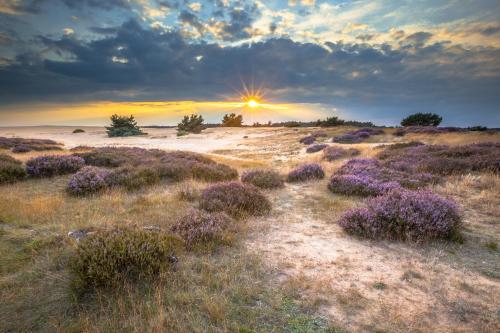 un campo de lavanda con la puesta de sol en el fondo en Huttopia De Veluwe en Kootwijk