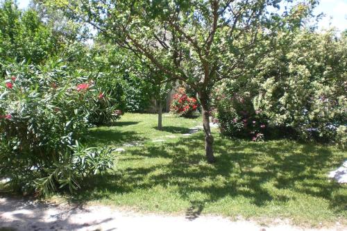 a garden with a tree and some bushes at Meublé chaleureux en Provence in Cheval-Blanc