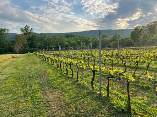 a row of grape vines in a field at Purple Eye Camp & Winery in Podgorica