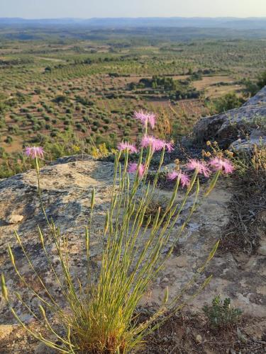 a plant with pink flowers on a rock at Casa Rural La Gineta in Calaceite