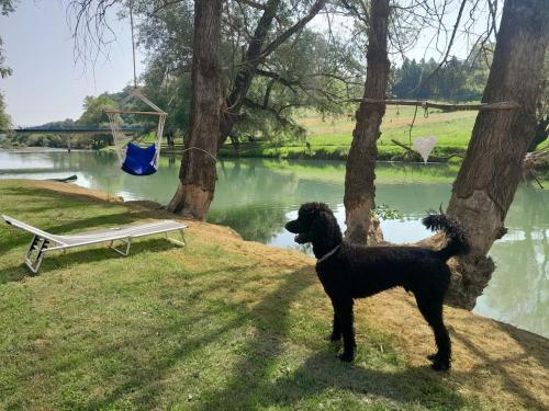 a black dog standing next to a tree next to a lake at Villa Cesarica in Barilović