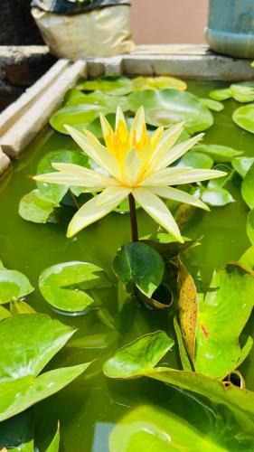Yog Inn – Photos 2