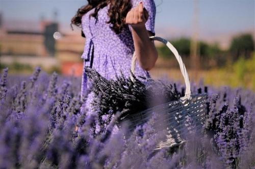 a woman walking through a lavender field with a basket at Villa Les Romarins in Vallon-Pont-dʼArc