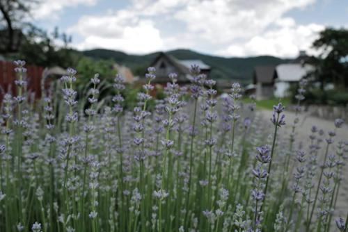 a field of purple flowers with a house in the background at Lucy in Yaremche