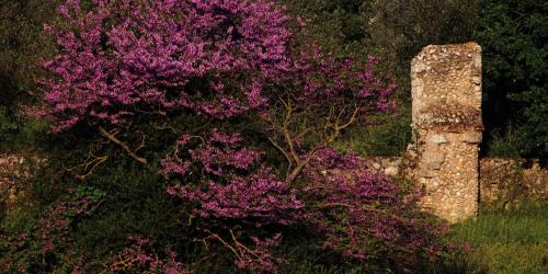 a tree with purple flowers next to a stone wall at Agriturismo Monte Alzato in Capalbio