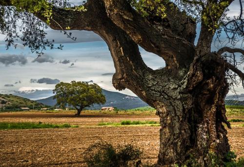 a tree in a field with mountains in the background at Agriturismo Monte Alzato in Capalbio