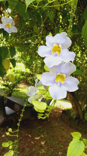 a group of white flowers hanging from a tree at New Holiday Reach in Unawatuna