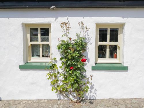 a white building with two windows and a rose bush at Old Mike's Cottage in Westport