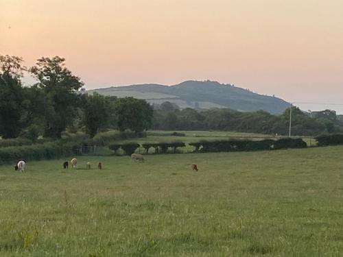 un grupo de animales que pastan en un campo en Long View Guest Accommodation, en Downpatrick