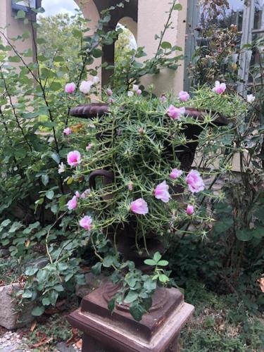 a planter filled with pink flowers in a garden at château de Paulignan in Trausse