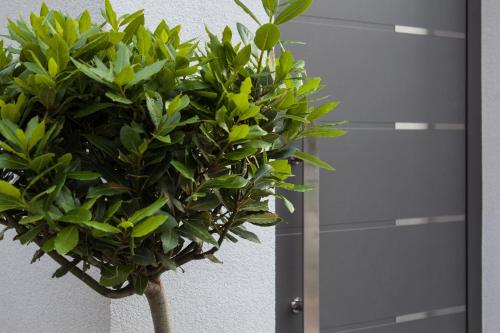 a green plant in front of a door at Holiday Home Aspalathos - with free parking, near the beach, a few minutes' walking distance to the UNESCO Palace in Split