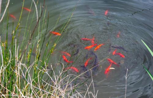 a group of red fish swimming in the water at Les Gîtes de JueVince in Issac