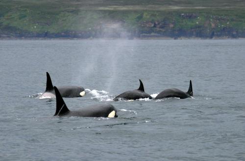 a group of dolphins swimming in the water at Craiglea Lodge & Barn in Latheron