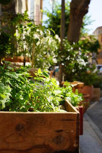 a wooden box filled with lots of green plants at Lily à l'auberge in Leucate