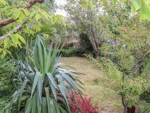 a garden with a lot of plants and trees at Hillcroft in St Austell