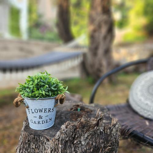a plant in a pot sitting on a tree stump at A step to the sea-Na korak do mora-Studio apartments Bela kuća in Rafailovici