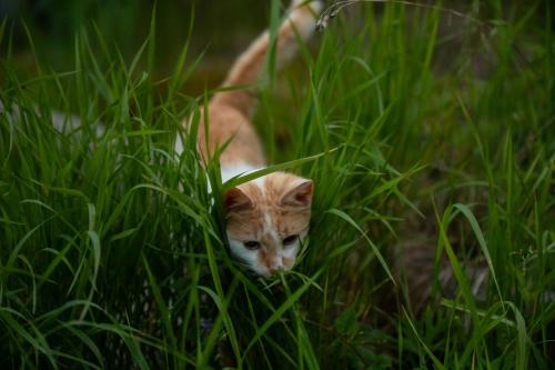 a kitten is peeking through the tall grass at Na samotě U Včelína in Lančov