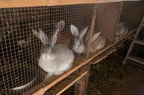um grupo de coelhos numa gaiola em Horta dos Caracóis em Borba