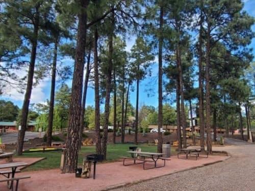 un grupo de mesas de picnic en un parque con árboles en The Nook Pinetop en Pinetop-Lakeside