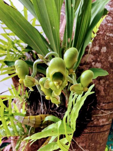 a bunch of green plants growing on a tree at Hotel La Mariposa in Manuel Antonio