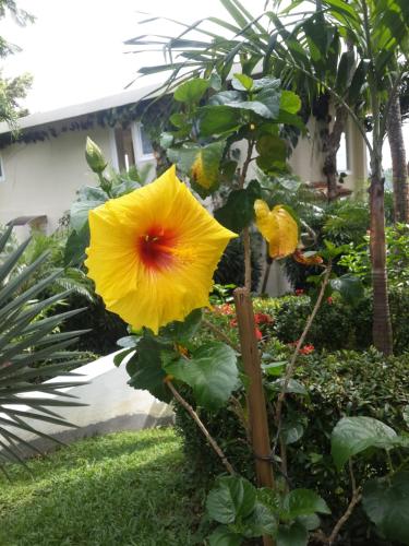 a yellow flower is growing in a garden at Hotel La Mariposa in Manuel Antonio