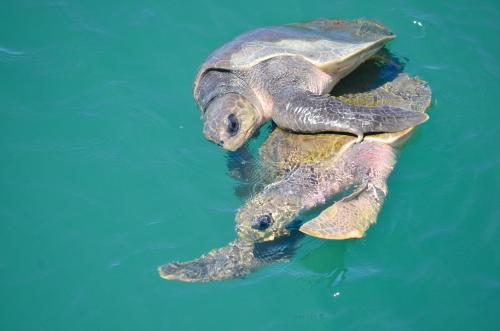 two turtles are swimming in the water at Hotel La Mariposa in Manuel Antonio