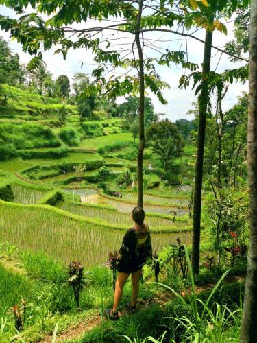 a woman standing in front of a rice field at Tetebatu Hostel in Tetebatu