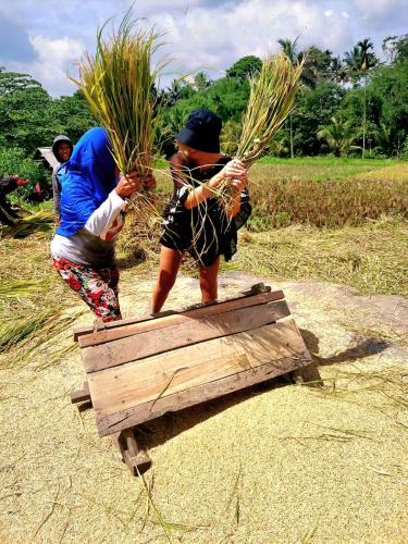 two people are carrying grass on a wooden box at Tetebatu Hostel in Tetebatu