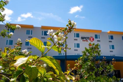 a building in the background with a plant in the foreground at SPOT X Hotel Orlando Intl Dr by The Red Collection in Orlando