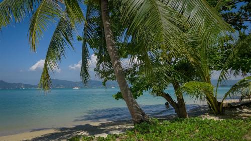 a couple of palm trees on a beach at Soul Villas - Beachfront Private Pool Villas, Phuket Nature Retreat in Panwa Beach