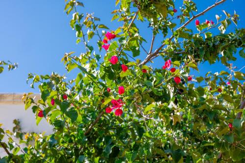 Bouganville – Photos 3