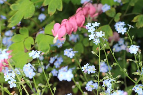 a group of pink and blue flowers in a field at Langs Wirtshaus in Sankt Ulrich im Mühlkreis