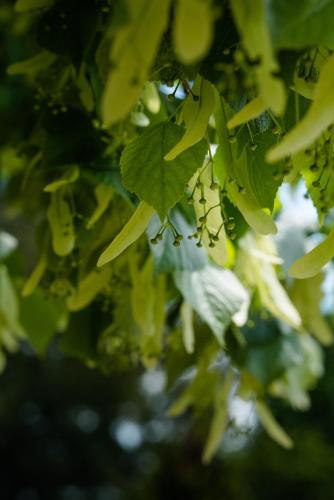 Photo de la galerie de l'établissement L Escale des Vignes GITE proche Saint Emilion Chateau Beynat, à Saint-Magne-de-Castillon