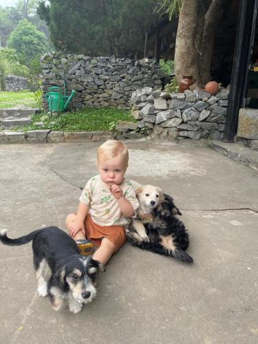 a young child sitting next to two dogs at Ha Giang Historic Hotel & Tours in Ha Giang