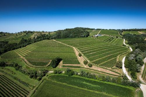 にあるDario Coos srl - Azienda vinicolaの丘の上の緑のブドウ畑の空中風景