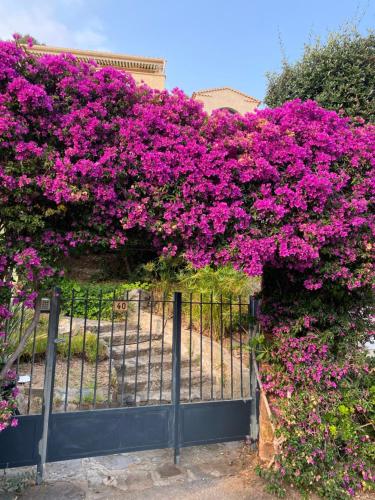 a bunch of purple flowers on a fence at Exceptionnel studio vue mer refait à neuf in Rayol-Canadel-sur-Mer