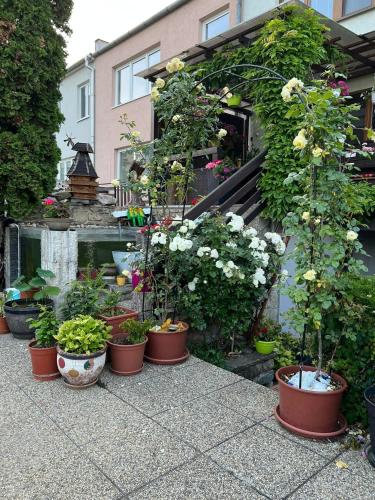 a group of potted plants in pots on a sidewalk at Ubytovani Na Hrazi 91 in Znojmo
