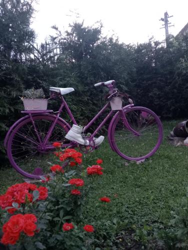 Jízda na kole v ubytování Casa Raisa & Maria nebo okolí