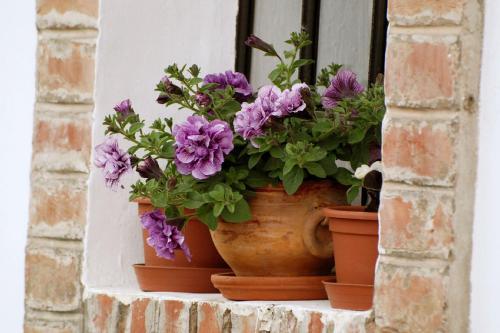 a pot of purple flowers sitting on a window sill at Flórián Vendégház in Villánykövesd