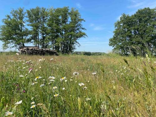 a field of tall grass with flowers and trees at Auszeit inmitten der Natur - its a kind of magic in Freienthal