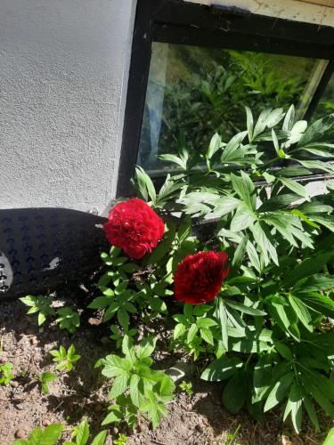 two red flowers in a garden next to a window at Hemtrevlig villa i Billingsfors in Billingsfors
