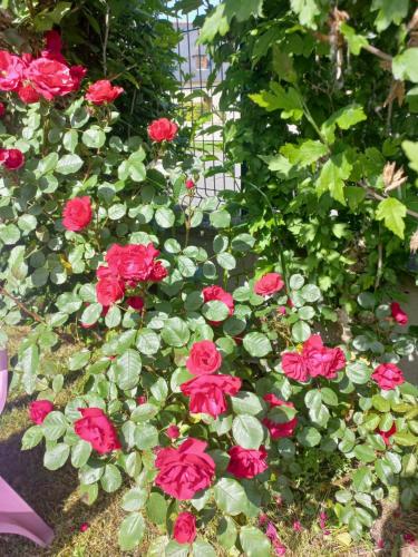 a group of red roses in a garden at Maison avec jardin in Adé