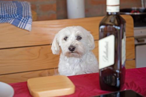 un cane bianco seduto accanto a una bottiglia di vino di Apartman Sunce a Golubac