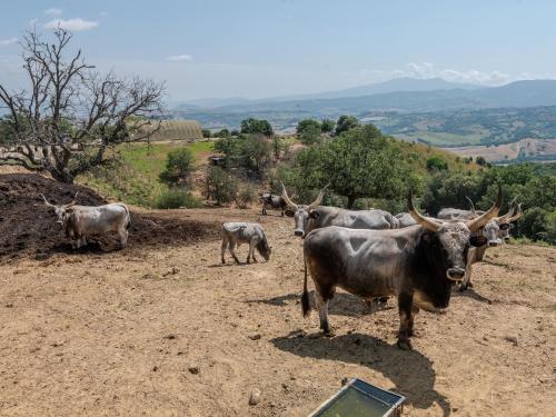a group of cows standing on a dirt field at Holiday Home Le Calle by Interhome in Cinigiano