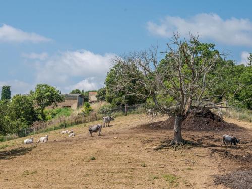 a herd of animals standing in a field next to a tree at Holiday Home Olinto by Interhome in Cinigiano
