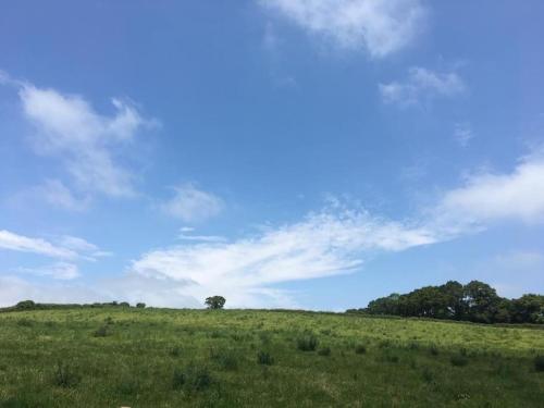 a green field with a tree on top of it at Park Gate, Colyton, farm,near beaches-‘Annie’ in Colyton