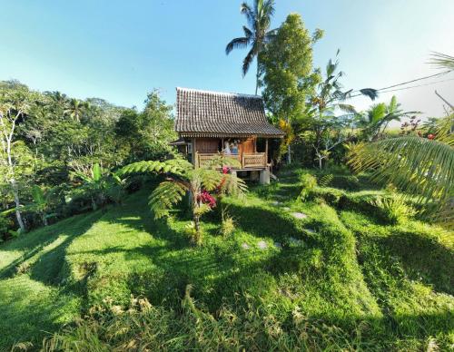 a house in the middle of a lush green field at D'Ume Bendoel Homestay in Jatiluwih