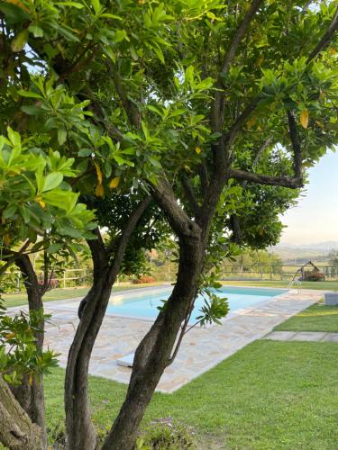 a view of a swimming pool through trees at Montenovo Country House in Ostra Vetere